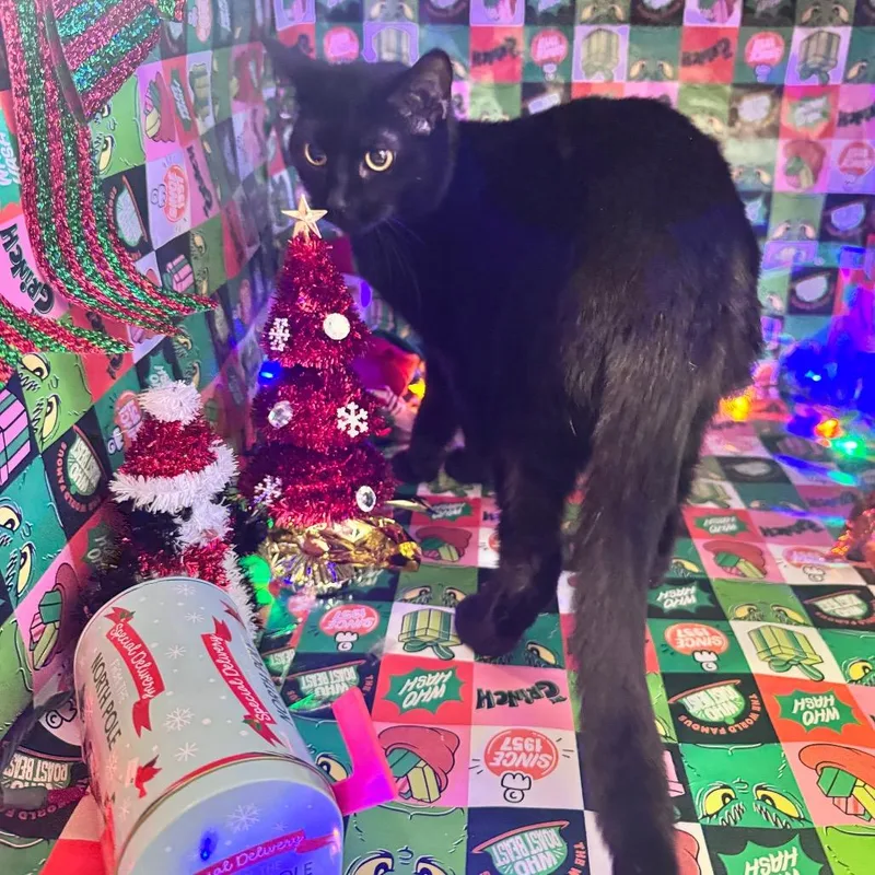 Honeycrisp thumbnail 2