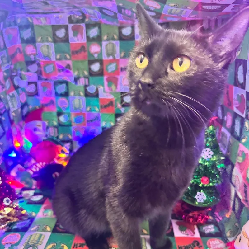 Honeycrisp thumbnail 3