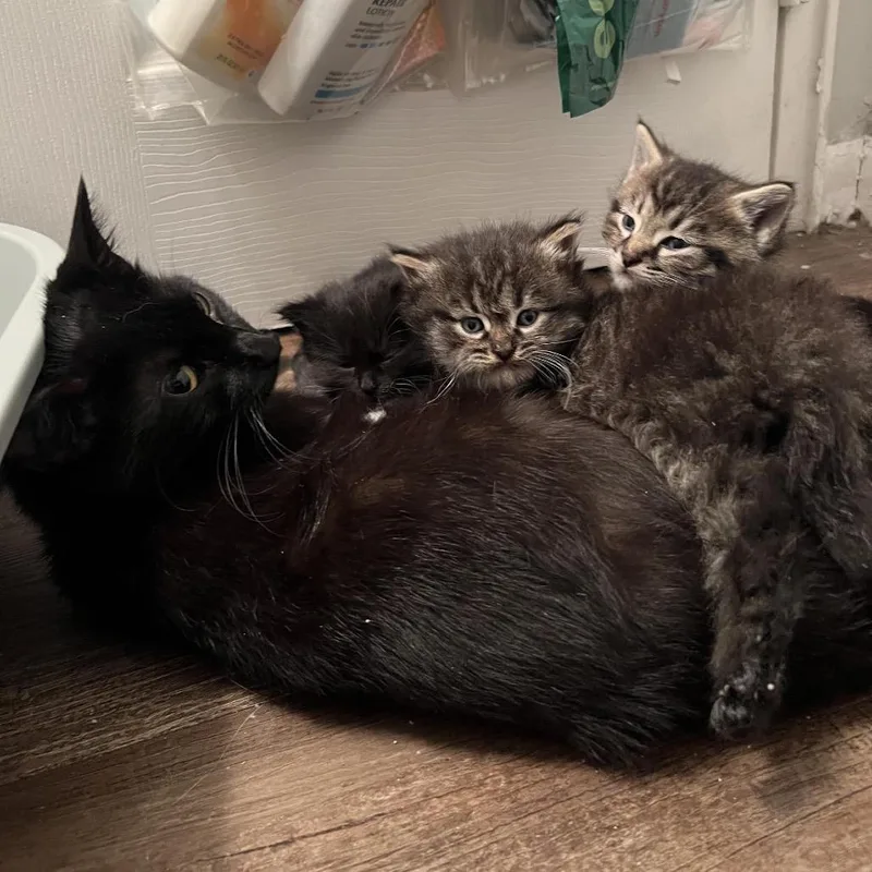 Honeycrisp thumbnail 4