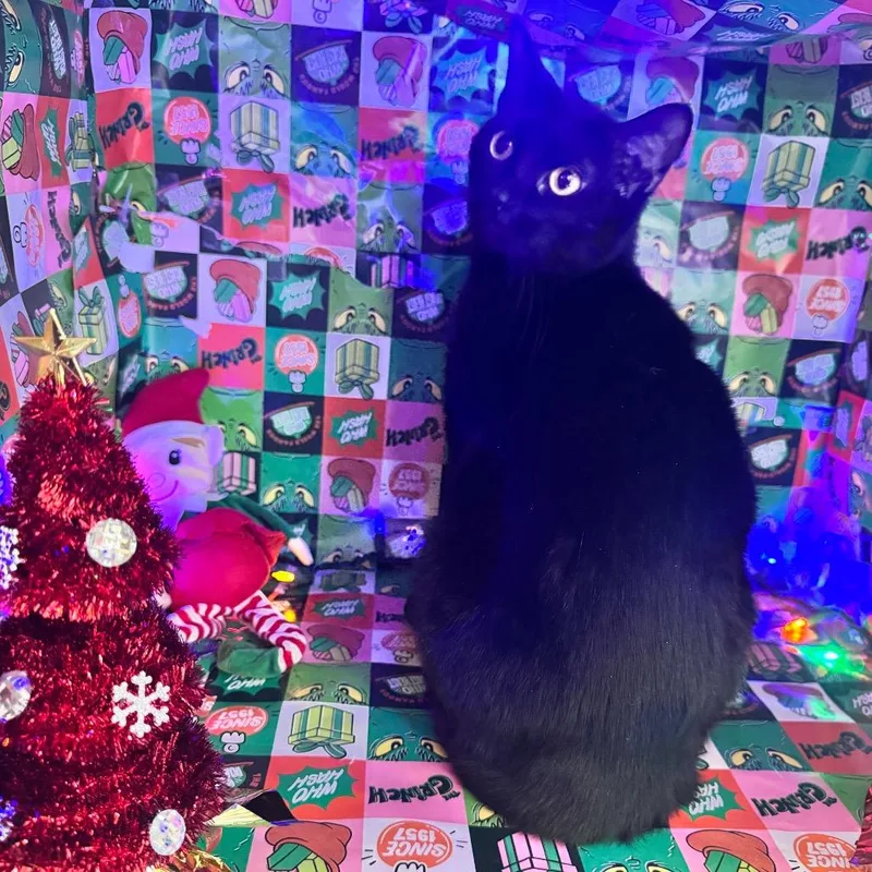 Honeycrisp thumbnail 5