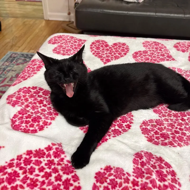 Honeycrisp thumbnail 6