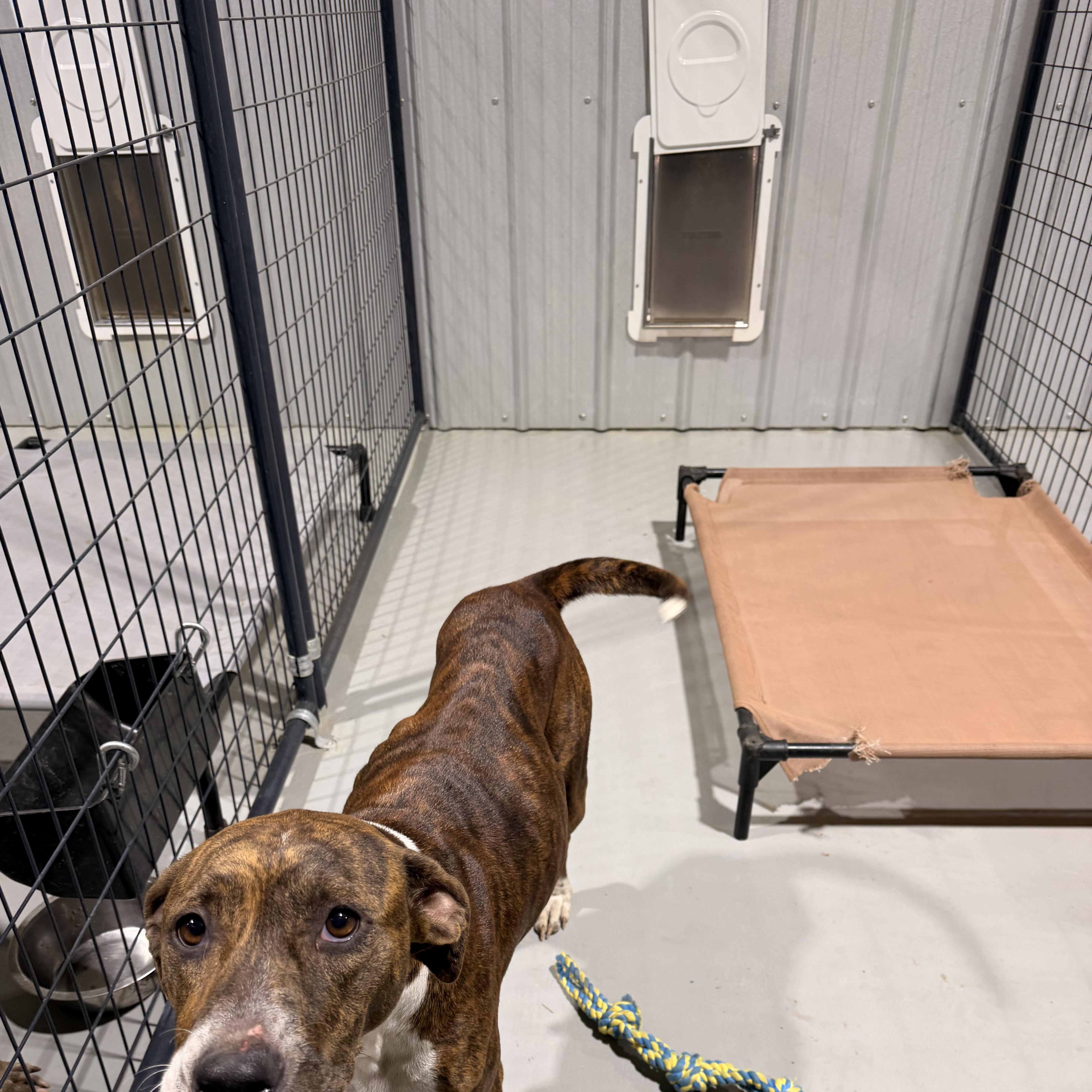 A young medium-sized female Mixed Breed dog named Moonie for adoption in Ruston, LA