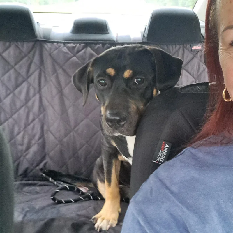 A young large-sized female Bicolor American Staffordshire Terrier dog named Bailey for adoption in BREWTON, AL