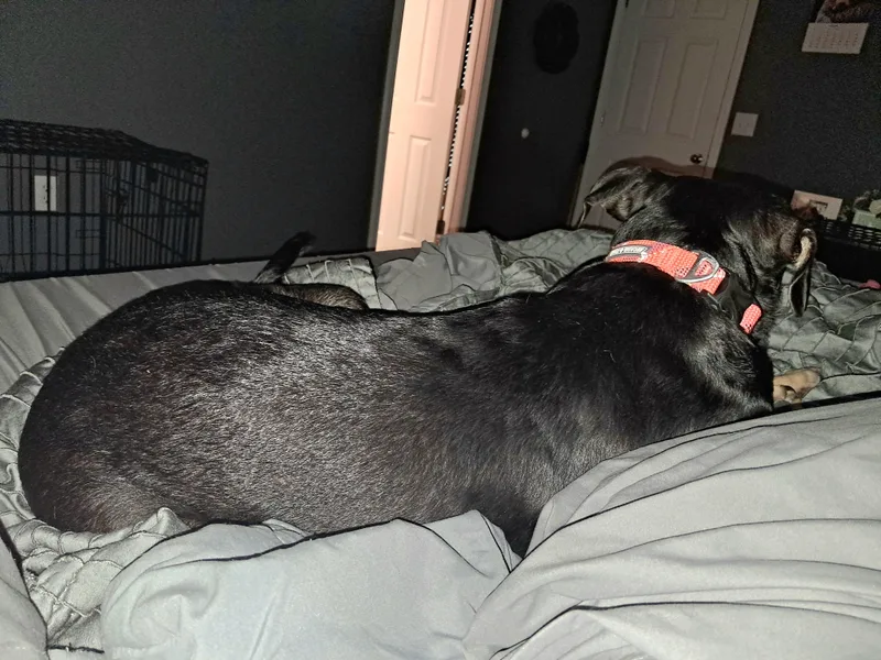Bailey thumbnail 2