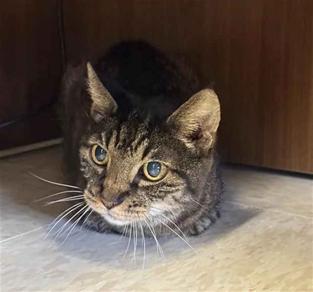 An adult medium-sized female Domestic Short Hair cat named Tabitha for adoption in Conroe, TX
