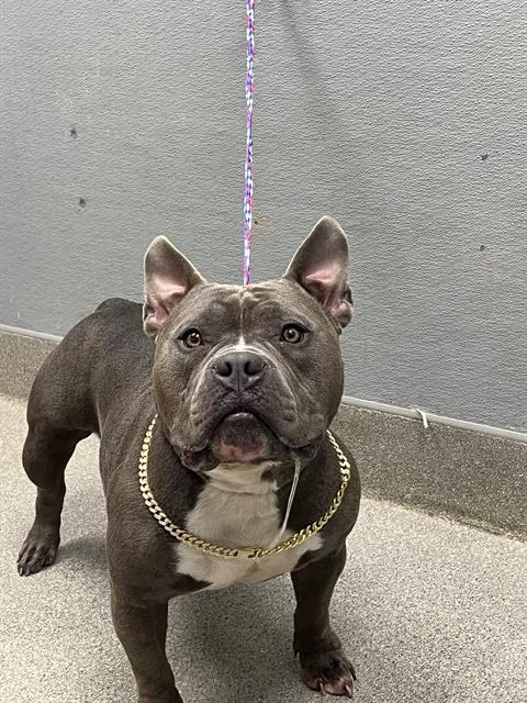 An adult medium-sized male American Bulldog dog named Gunther for adoption in Las Vegas, NV