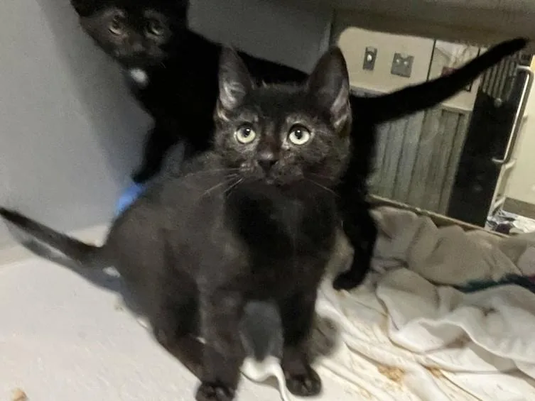 A baby small-sized female Domestic Short Hair cat named Boggle for adoption in Chapel Hill, NC