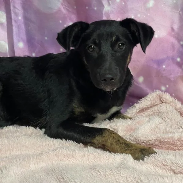 A young small-sized male Border Collie dog named Calvin for adoption in Fort Collins, CO