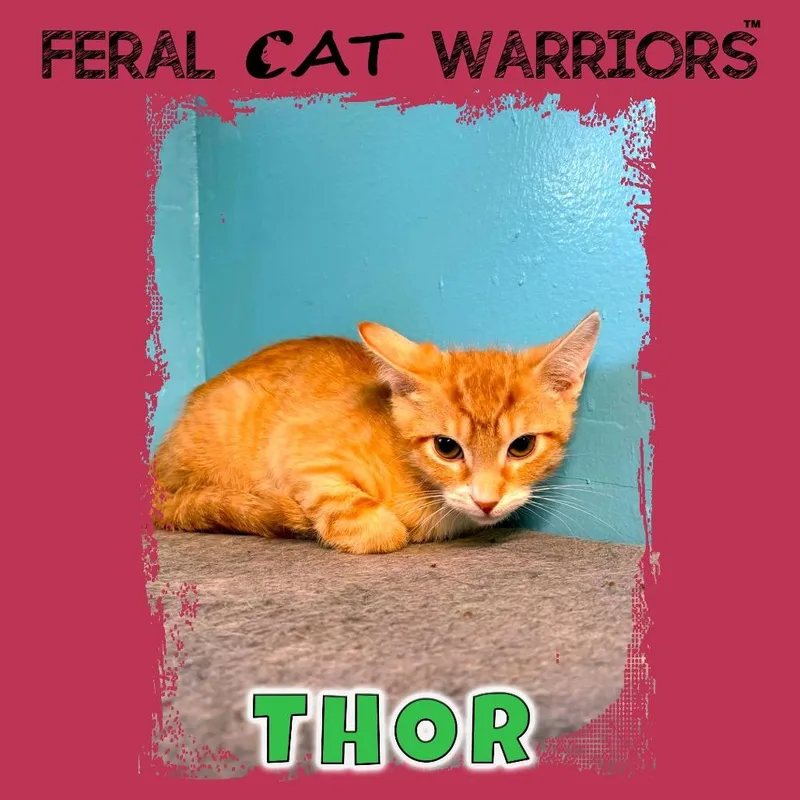 A baby small-sized male Orange / Red Domestic Short Hair cat named Thor for adoption in Kingman, AZ