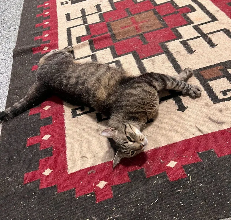 An adult medium-sized male Tabby (Brown / Chocolate) Tabby cat named El Fa for adoption in Las Cruces, NM