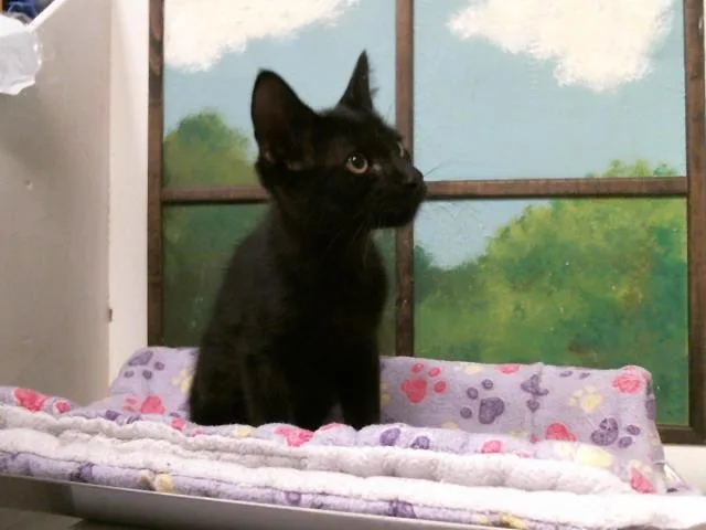 A baby small-sized male Domestic Short Hair cat named A for adoption in Houston, TX