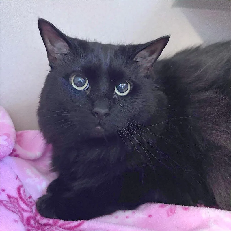 An adult extra large-sized female Black Domestic Long Hair cat named Button for adoption in Providence, RI