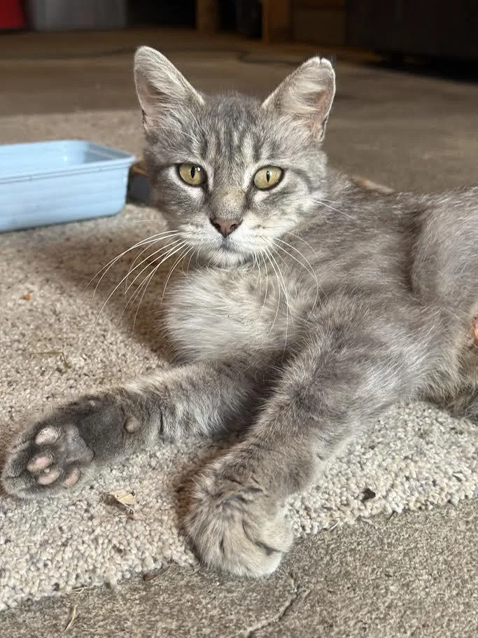 An adult large-sized female Gray / Blue / Silver Tabby cat named Bunny for adoption in Decorah, IA