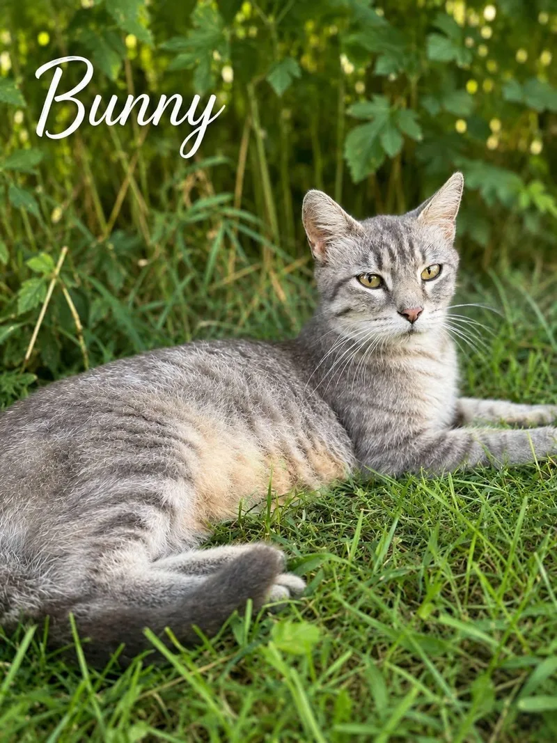 Bunny thumbnail 2
