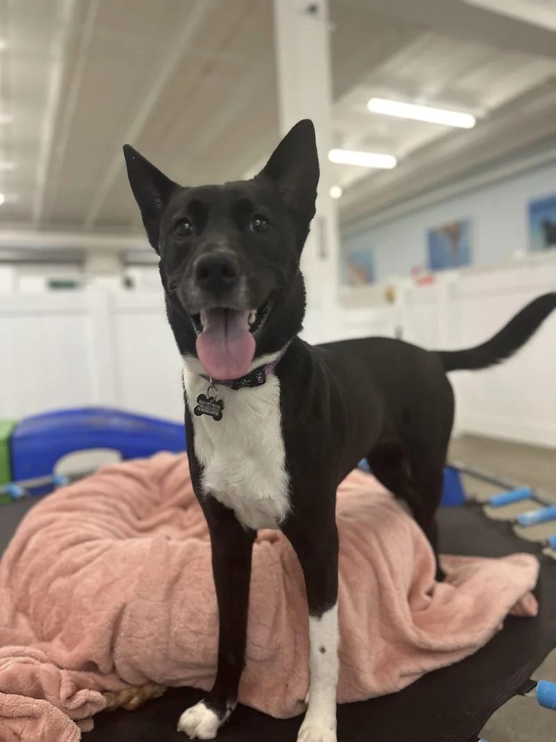 An adult large-sized female Australian Kelpie dog named Mandie for adoption in Pompano Beach, FL