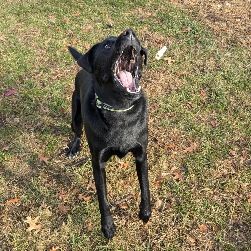 Lil Head Lenny thumbnail 2