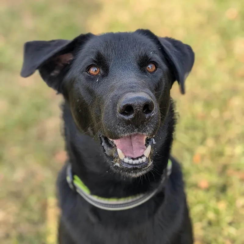 Lil Head Lenny thumbnail 3