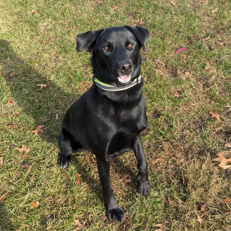 Lil Head Lenny thumbnail 4