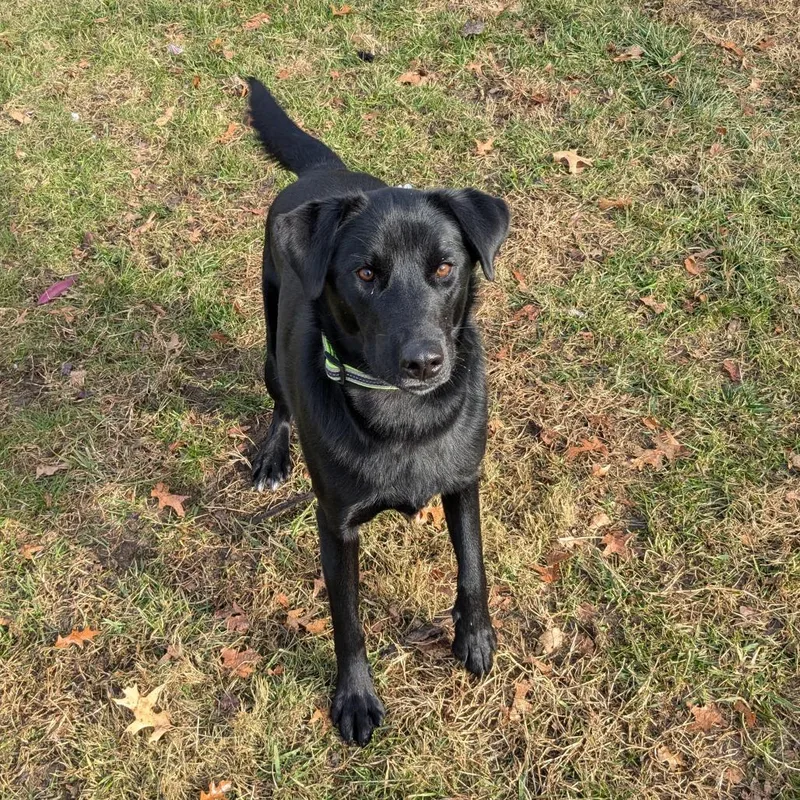 Lil Head Lenny thumbnail 6