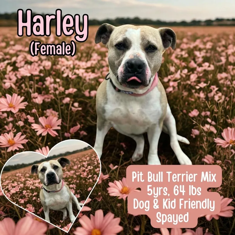 Harley thumbnail 2