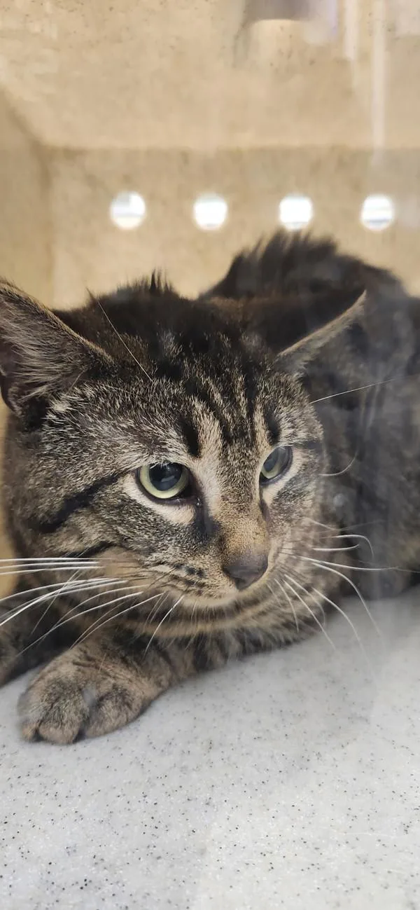 A young medium-sized male Domestic Short Hair cat named Tom Baker for adoption in Silverdale, WA