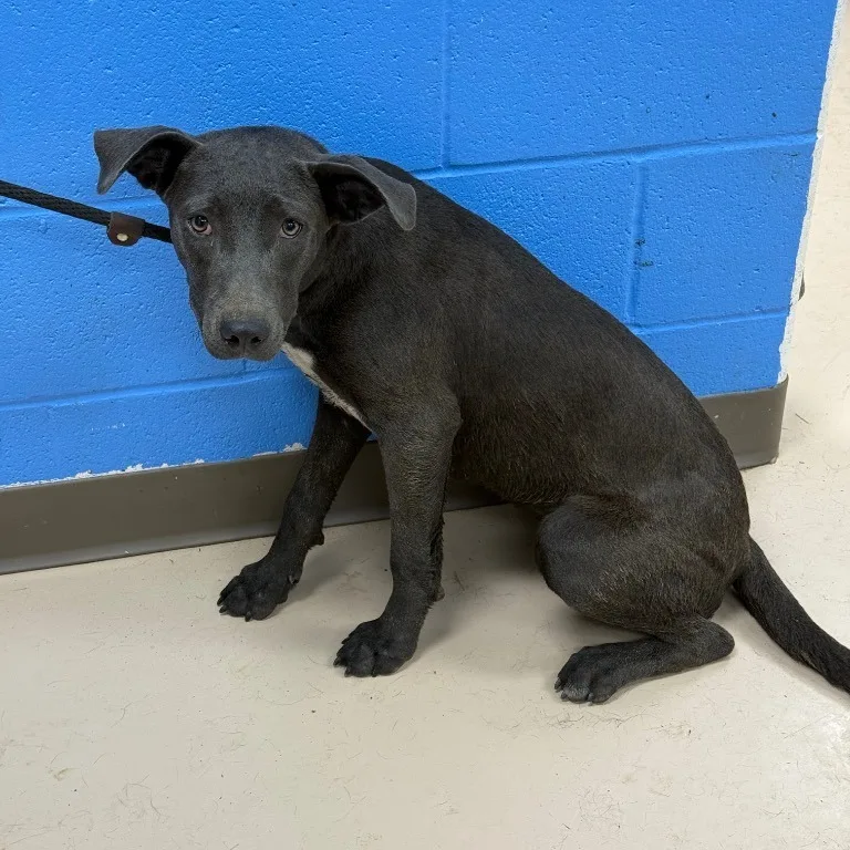 A young small-sized female Mixed Breed dog named Jae for adoption in Pine Bluff, AR