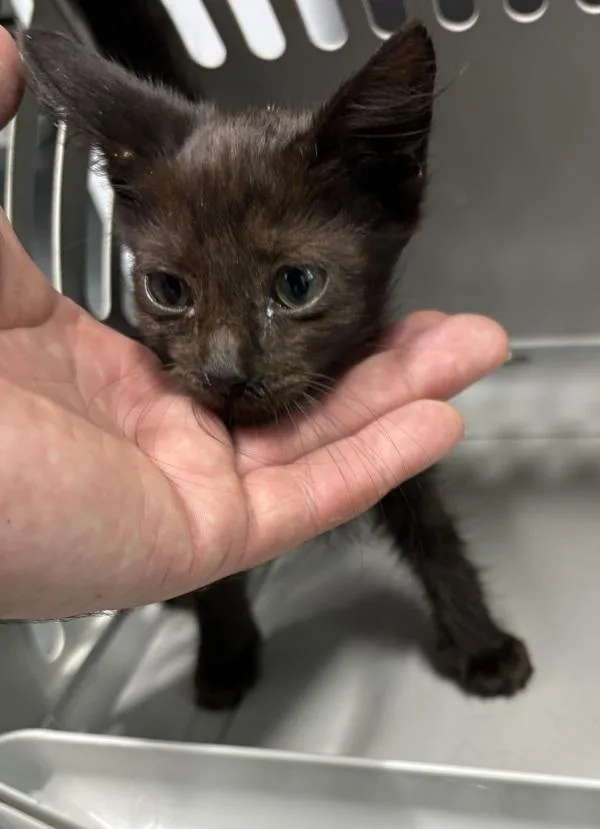 A baby small-sized male Domestic Short Hair cat named Sf Benny for adoption in Lawrenceville, GA