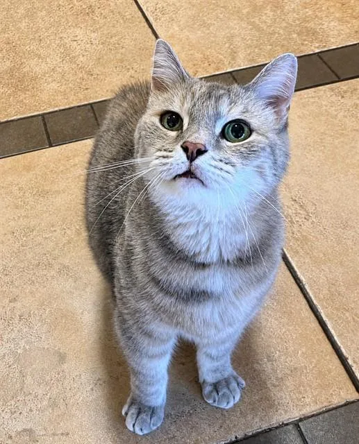 An adult medium-sized female Domestic Short Hair cat named Berrie for adoption in Statesville, NC