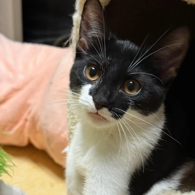 A baby small-sized female White Domestic Short Hair cat named Jovi for adoption in Marietta, GA