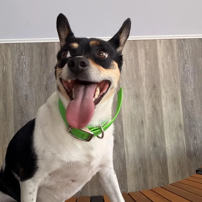 An adult medium-sized female Black Rat Terrier dog named Tilly for adoption in Idaho Falls, ID