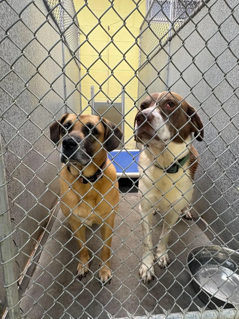 An adult large-sized male Labrador Retriever dog named Cooper for adoption in Crystal, MN