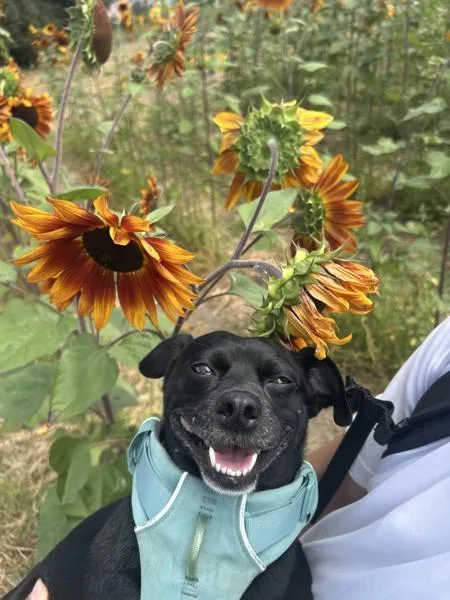 An adult small-sized male Chihuahua dog named Charles Wingus for adoption in San Diego, CA