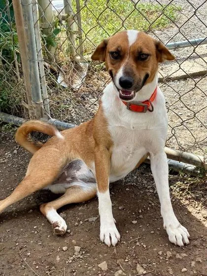 A young medium-sized female Hound dog named Baby Cakes for adoption in Yellville, AR
