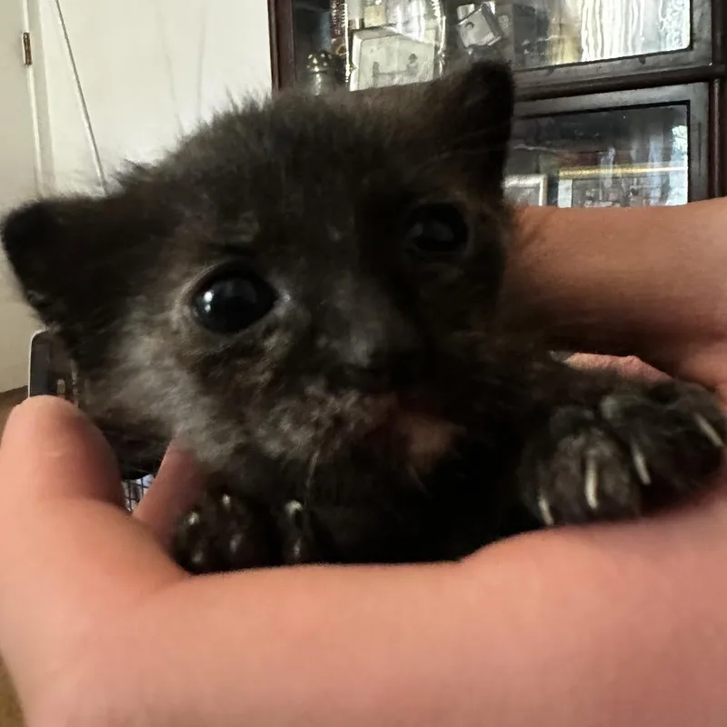 A baby small-sized female Black Domestic Short Hair cat named Thunder for adoption in Point Richmond, CA