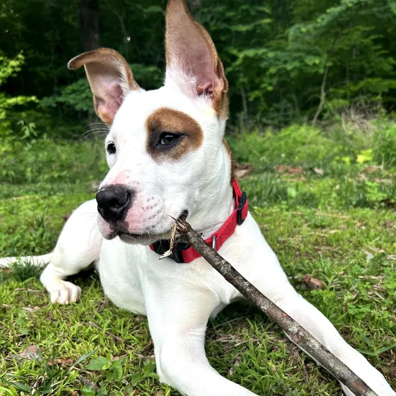 A baby medium-sized male White / Cream Pit Bull Terrier dog named Tyson for adoption in Bessemer, AL
