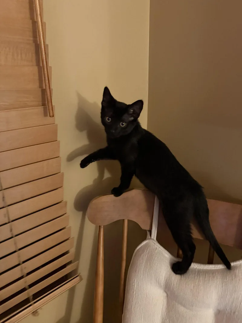A baby medium-sized male Black Domestic Short Hair cat named Gus for adoption in Wheaton, IL