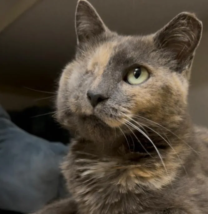An adult medium-sized female Domestic Short Hair cat named Nellie for adoption in Osseo, MI