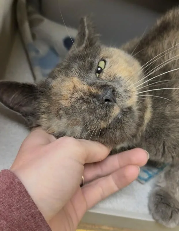 Nellie thumbnail 2