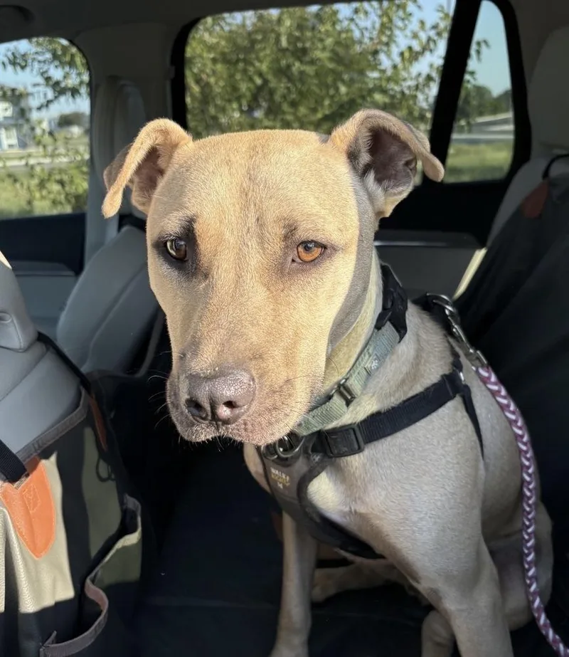 An adult medium-sized male Pit Bull Terrier dog named Haywood for adoption in Boston, MA