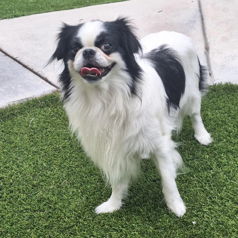 An adult small-sized male White / Cream Pekingese dog named Mr. Lee for adoption in LOXAHATCHEE, FL