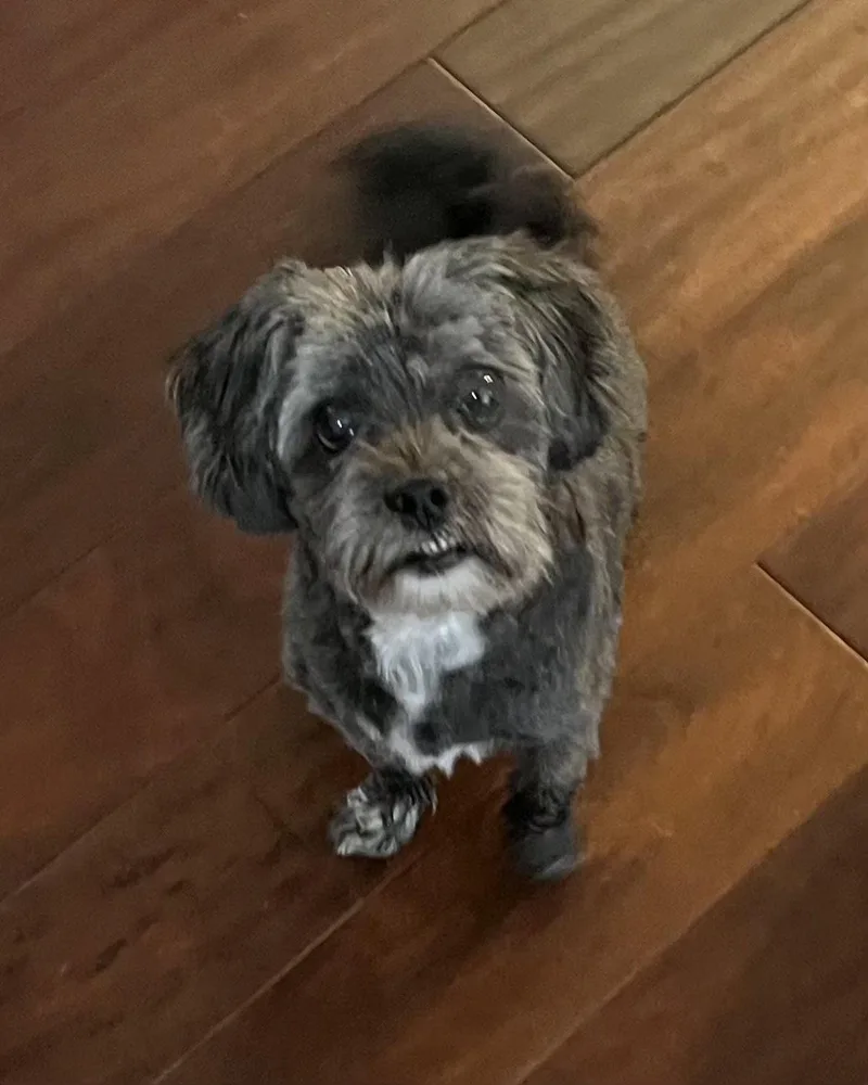 A senior small-sized male Shih Tzu dog named Walter for adoption in San Diego, CA