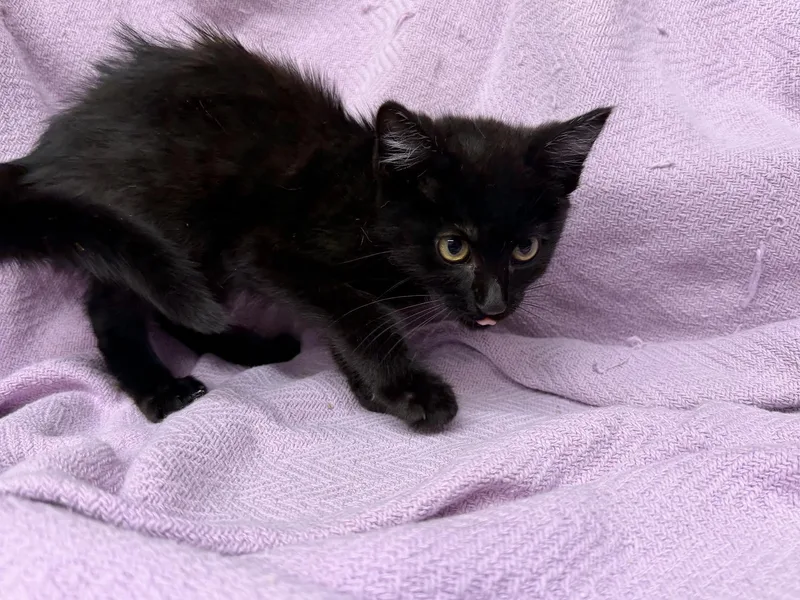 A young small-sized female Black Domestic Short Hair cat named Flower for adoption in Oakdale, CA
