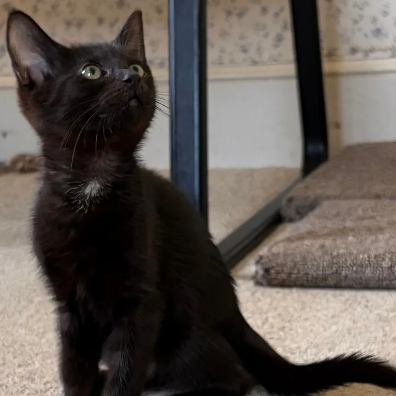 A baby medium-sized male Black Domestic Short Hair cat named Asher for adoption in Central Falls, RI