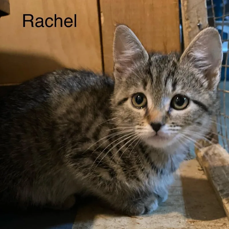 A baby small-sized female Brown / Chocolate Domestic Short Hair cat named Rachel for adoption in Centerville, TN