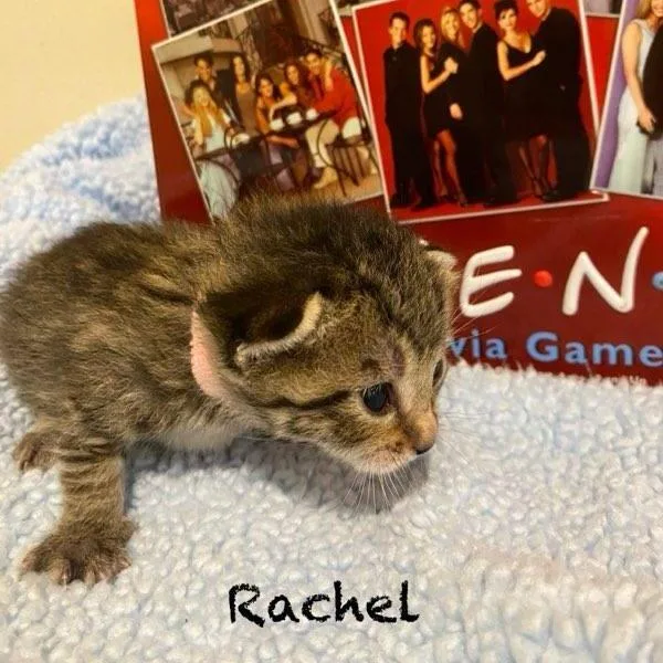 Rachel thumbnail 2