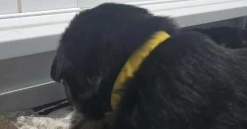 Bumble Bee Located In