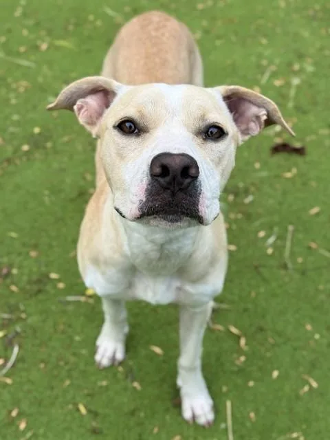A young medium-sized female Pit Bull Terrier dog named Happy for adoption in Sugar Land, TX