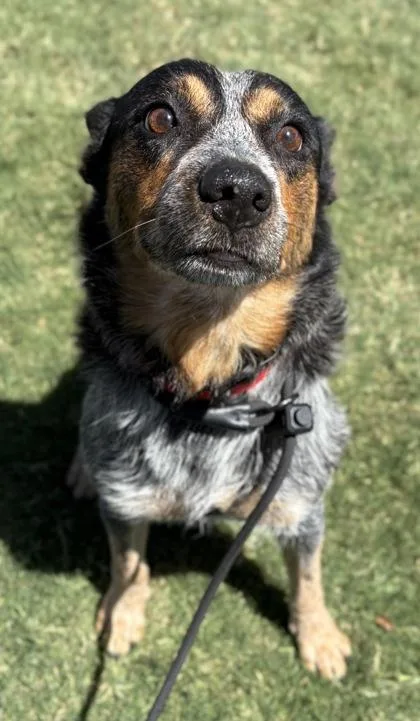 An adult medium-sized female Australian Shepherd dog named Lola for adoption in Phoenix, AZ