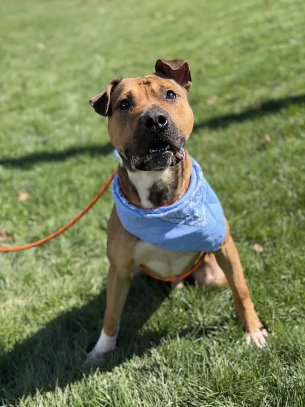 An adult large-sized male Pit Bull Terrier dog named Apollo for adoption in Lancaster, OH