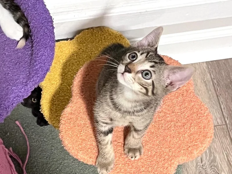 A young medium-sized male Tabby (Brown / Chocolate) Domestic Short Hair cat named Marmite for adoption in Moncks Corner, SC